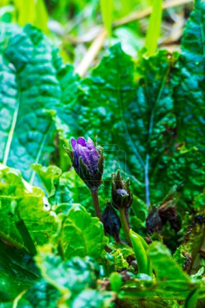Photo for Purple Mandragora flowers among green leaves close up on a blurred background. Autumn mandrake - Royalty Free Image