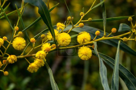 Yellow ball flowers of a flowering tree Acacia saligna close up on a blurred background