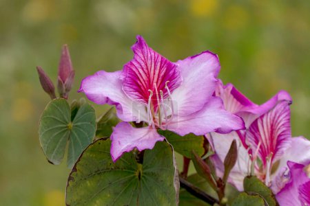 Photo for Blooming Bauhinia Orchid tree. Pink flowers close up. Springtime - Royalty Free Image