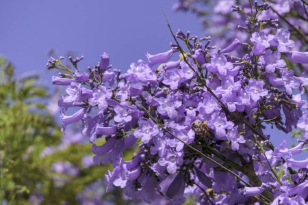 Violet flowers and seeds of the Jacaranda tree among the foliage against the blue sky. Closeup