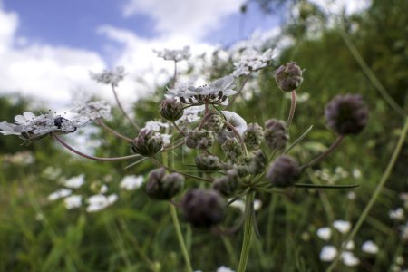 Photo for White flowers of Torilis japonica - Japanese Hedge Parsley close up. Selective focus - Royalty Free Image
