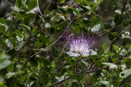 Kapernbusch oder Flinders Rose oder Capparis spinosa zarte Blüten aus nächster Nähe. Selektiver Fokus