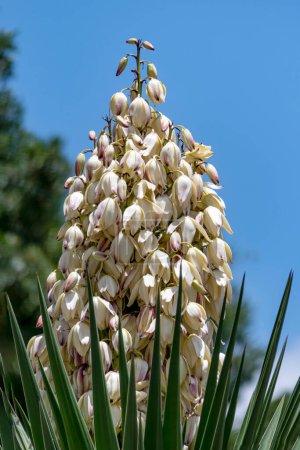 Photo for Yucca Gloriosa evergreen succulent cactus shrub also called Spanish Dagger white flowers close up - Royalty Free Image