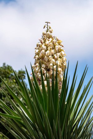 Photo for Yucca Gloriosa evergreen succulent cactus shrub also called Spanish Dagger white flowers close up - Royalty Free Image