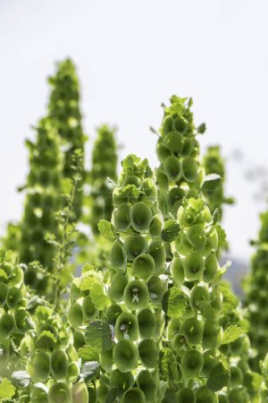 Moluccella laevis or Bells of Ireland or Molucca balmis or shellflower or shell flower. Flowering plant in sunlight. selective focus