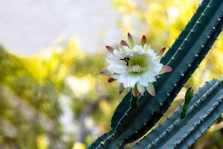 Foto de Cactus de manzana peruano o cactus de seto o Cereus hildmannianus en plena floración de cerca. Israel - Imagen libre de derechos