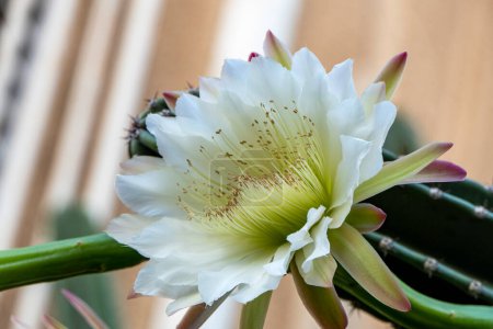 Téléchargez les photos : Cactus de pomme péruvien ou cactus de haie ou Cereus hildmannianus en pleine floraison fermer. Israël - en image libre de droit