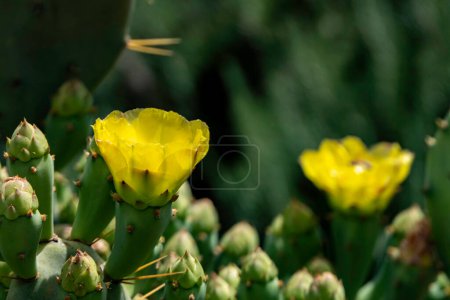Bright yellow flowers of prickly pear cactus Opuntia closeupbetween green prickly leaves