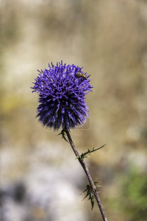 Téléchargez les photos : Violet Fleur d'échinops bannaticus globe bleu chardon un membre de la famille des tournesols. Concentration sélective. Fond flou - en image libre de droit