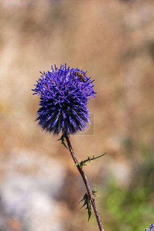 Téléchargez les photos : Violet Fleur d'échinops bannaticus globe bleu chardon un membre de la famille des tournesols. Concentration sélective. Fond flou - en image libre de droit