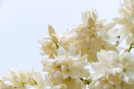 Delicate white flowers of Yucca Rostrata or Beaked Yucca plant close up against sky Selective focus