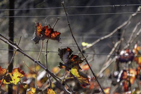 Téléchargez les photos : Feuilles de raisin d'automne jaune rouge pittoresque au contre-soleil - en image libre de droit