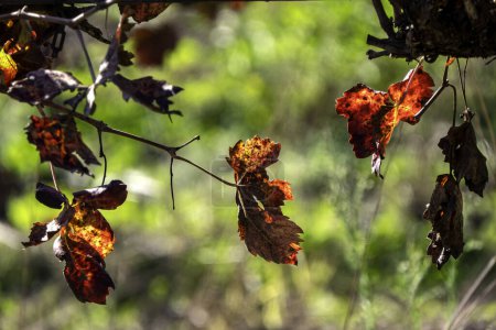 Téléchargez les photos : Feuilles de raisin d'automne jaune rouge pittoresque au contre-soleil - en image libre de droit