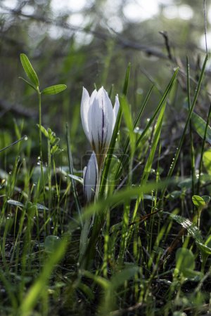 Foto de Flores blancas de Crocus aleppicus salvaje Barker primer plano entre hierba verde con gotas de lluvia - Imagen libre de derechos
