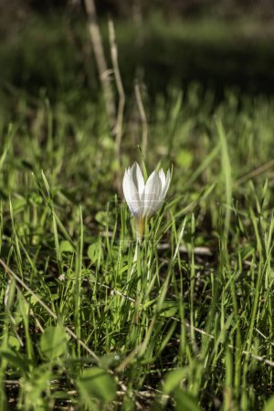 Photo for White flowers of wild Crocus aleppicus Barker close-up among green grass with rain drops - Royalty Free Image