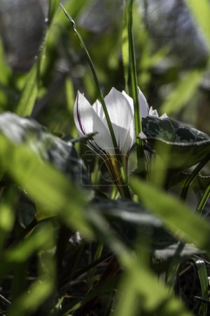 Photo for White flowers of wild Crocus aleppicus Barker close-up among green grass with rain drops - Royalty Free Image