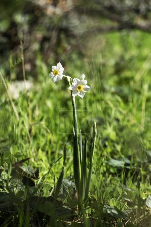 Photo for Spring flowering of forest wild daffodils. White and yellow Narcissus tazetta flowers close up on a blurred background - Royalty Free Image