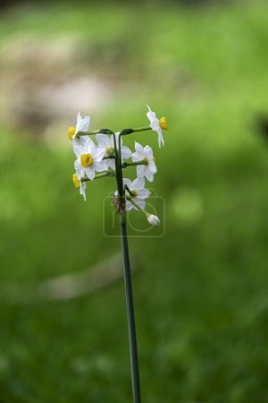 Photo for Spring flowering of forest wild daffodils. White and yellow Narcissus tazetta flowers close up on a blurred background - Royalty Free Image