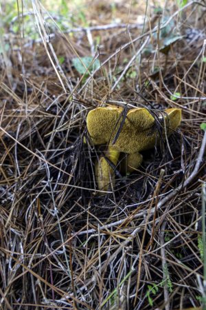 Photo for Boletus mushrooms under dry pine needles close-up. selective focus - Royalty Free Image