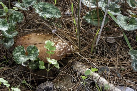 Photo for Boletus mushrooms under dry pine needles close-up. selective focus - Royalty Free Image