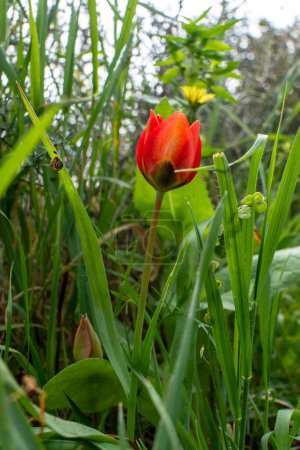 Close-up of a tulip with red and yellow petals. The tulip is surrounded by green leaves, and there are other tulips visible in the background.