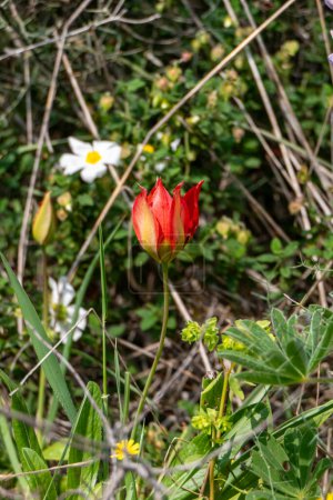 El primer plano del tulipán con los pétalos rojos y amarillos. El tulipán está rodeado de hojas verdes, y hay otros tulipanes visibles en el fondo.