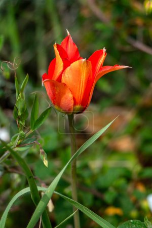 Gros plan d'une tulipe aux pétales rouges et jaunes. La tulipe est entourée de feuilles vertes, et il y a d'autres tulipes visibles en arrière-plan.