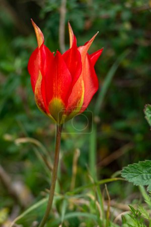 El primer plano del tulipán con los pétalos rojos y amarillos. El tulipán está rodeado de hojas verdes, y hay otros tulipanes visibles en el fondo.