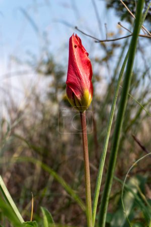 Nahaufnahme einer Tulpe mit roten und gelben Blütenblättern. Die Tulpe ist von grünen Blättern umgeben, und im Hintergrund sind andere Tulpen zu sehen.