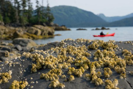 Photo for A red kayak and view of a beach with low tide with a yellow barnacles in Prince William Sound in Alaska - Royalty Free Image