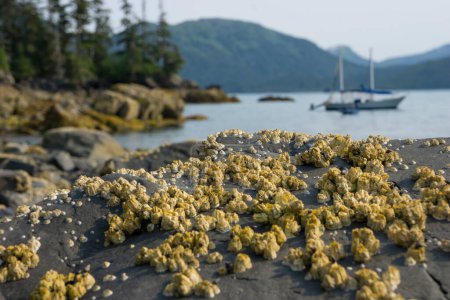 Photo for A sail boat and view of a beach with low tide with a yellow barnacles in Prince William Sound in Alaska - Royalty Free Image