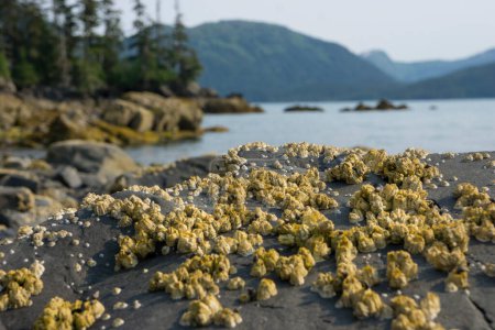 Photo for A view of a beach with low tide with a yellow barnacles in Prince William Sound in Alaska - Royalty Free Image