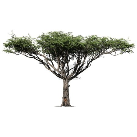 Baum isoliert auf weißem Hintergrund Draufsicht - Akazienbaum