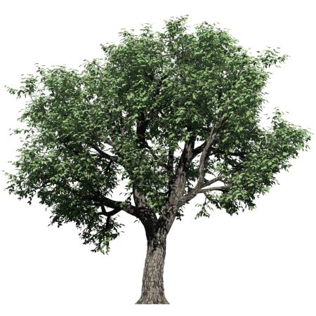 Arbre isolé sur fond blanc vue de face - Amour Cork Tree