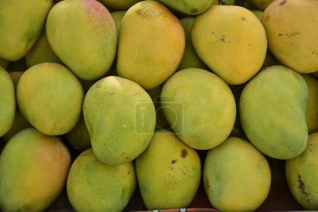 Photo for Mangos fruits, summer special fruits, background of mangos, sweet fruits - Royalty Free Image