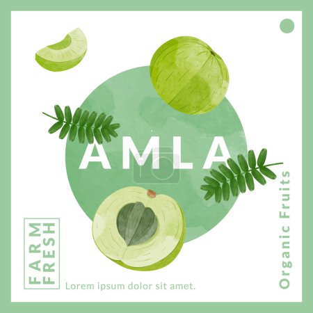 Illustration for Indian gooseberry fruits or Amla packaging design templates, watercolour style vector illustration. - Royalty Free Image