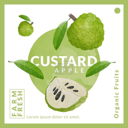 Illustration for Custard Apple packaging design templates, watercolour style vector illustration. - Royalty Free Image