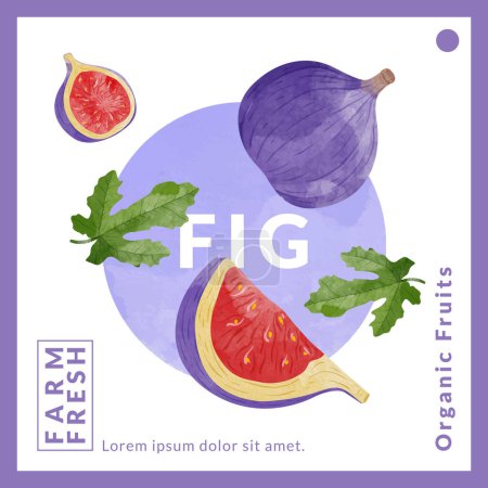 Illustration for Fig packaging design templates, watercolour style vector illustration. - Royalty Free Image
