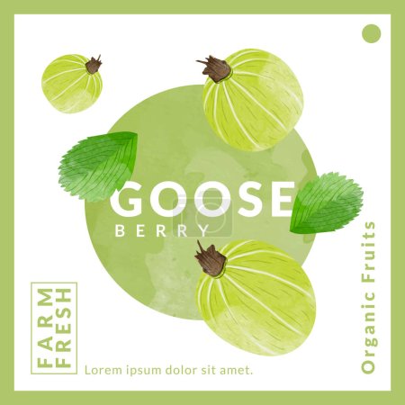 Illustration for Gooseberry packaging design templates, watercolour style vector illustration. - Royalty Free Image
