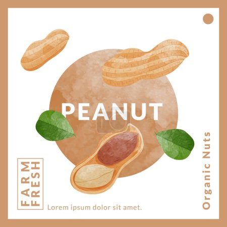 Illustration for Peanut or Groundnut packaging design templates, watercolour style vector illustration. - Royalty Free Image