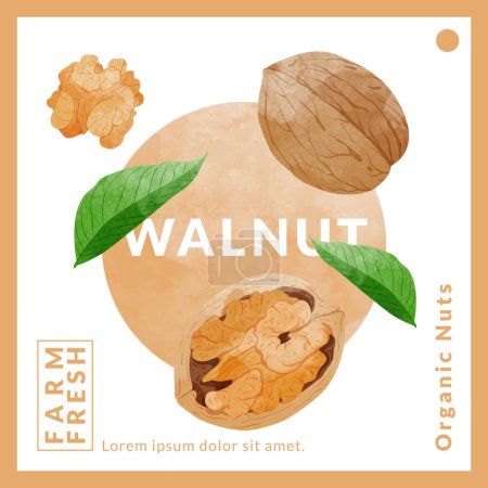Illustration for Longan Fruit packaging design templates, watercolour style vector illustration. - Royalty Free Image