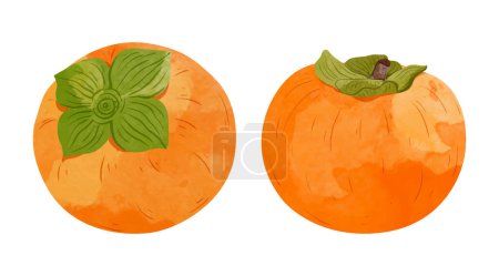 Ilustración de Caqui fruta Elementos de diseño. acuarela estilo vector ilustración. - Imagen libre de derechos