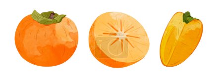 Illustration for Persimmon fruit Design elements. watercolour style vector illustration. - Royalty Free Image