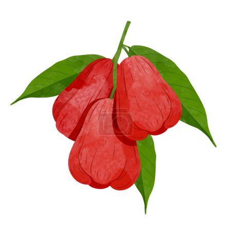 Illustration for Rose apples fruit Design elements. watercolor style vector illustration. - Royalty Free Image