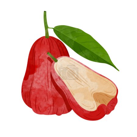Ilustración de Rosa manzanas fruta Elementos de diseño. acuarela estilo vector ilustración. - Imagen libre de derechos