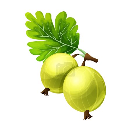 Téléchargez les illustrations : Gooseberry plante juteuse dans le style dessin animé isolé sur fond blanc. . Illustration vectorielle - en licence libre de droit