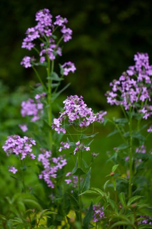 Hesperis matronalis (Dame's rocket,  Sweet rocket): a biennial or short-lived perennial plant that is native to Europe and Asia. The plant was originally used for its medicinal properties.