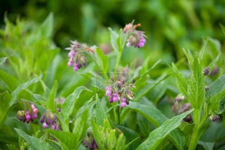 Comfrey (Symphytum officinale). Comfrey has been used in traditional medicine for centuries to treat various ailments.It has: anti-inflammatory, pain-relieving, wound-healing,bone-strengthening effect