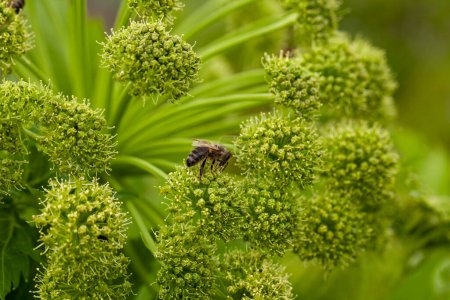 Durante el verano, Angélica Archangelica florece. Sus flores son visitadas fácilmente por abejas y abejorros, que recogen polen y néctar.