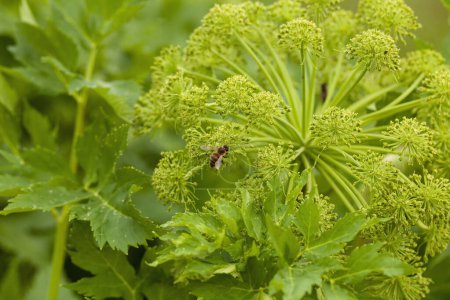 During the summer, Angelica Archangelica blooms. Its flowers are readily visited by bees and bumblebees, which collect pollen and nectar.